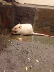 Rat Mouse Gerbil Muridae Muroidea