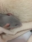 Skin Nose Fur Snout Beige