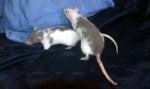 Mammal Rat Vertebrate Muridae Gerbil