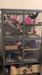 Vertebrate Pet supply Mesh Mammal Wood